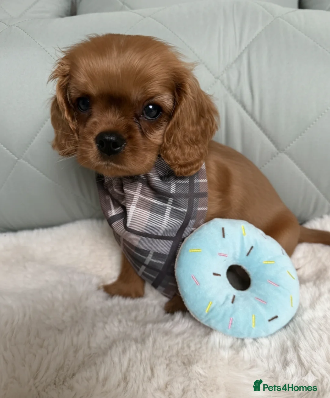 Cavalier King Charles Spaniel dogs for sale: CKCS Puppies Tested Bloodlines, KC Reg - Advert 13