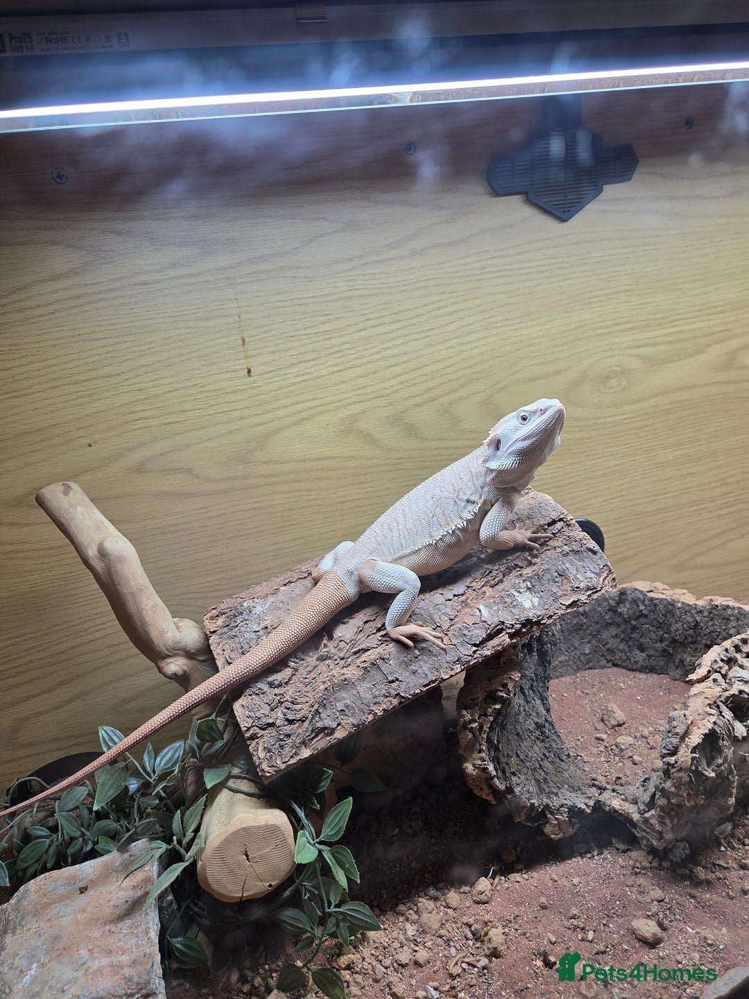 Bearded Dragon reptiles for sale: Hypo Zero Leatherback 66% het trans - Image 2