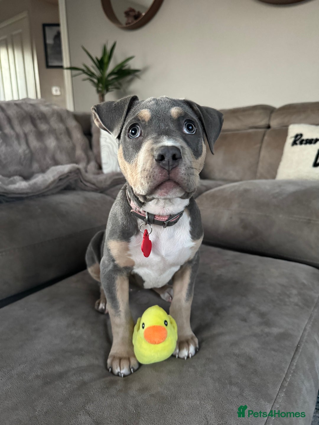 Mixed Breed dogs for sale: Amstaff mix, ready for forever home.  - Image 1