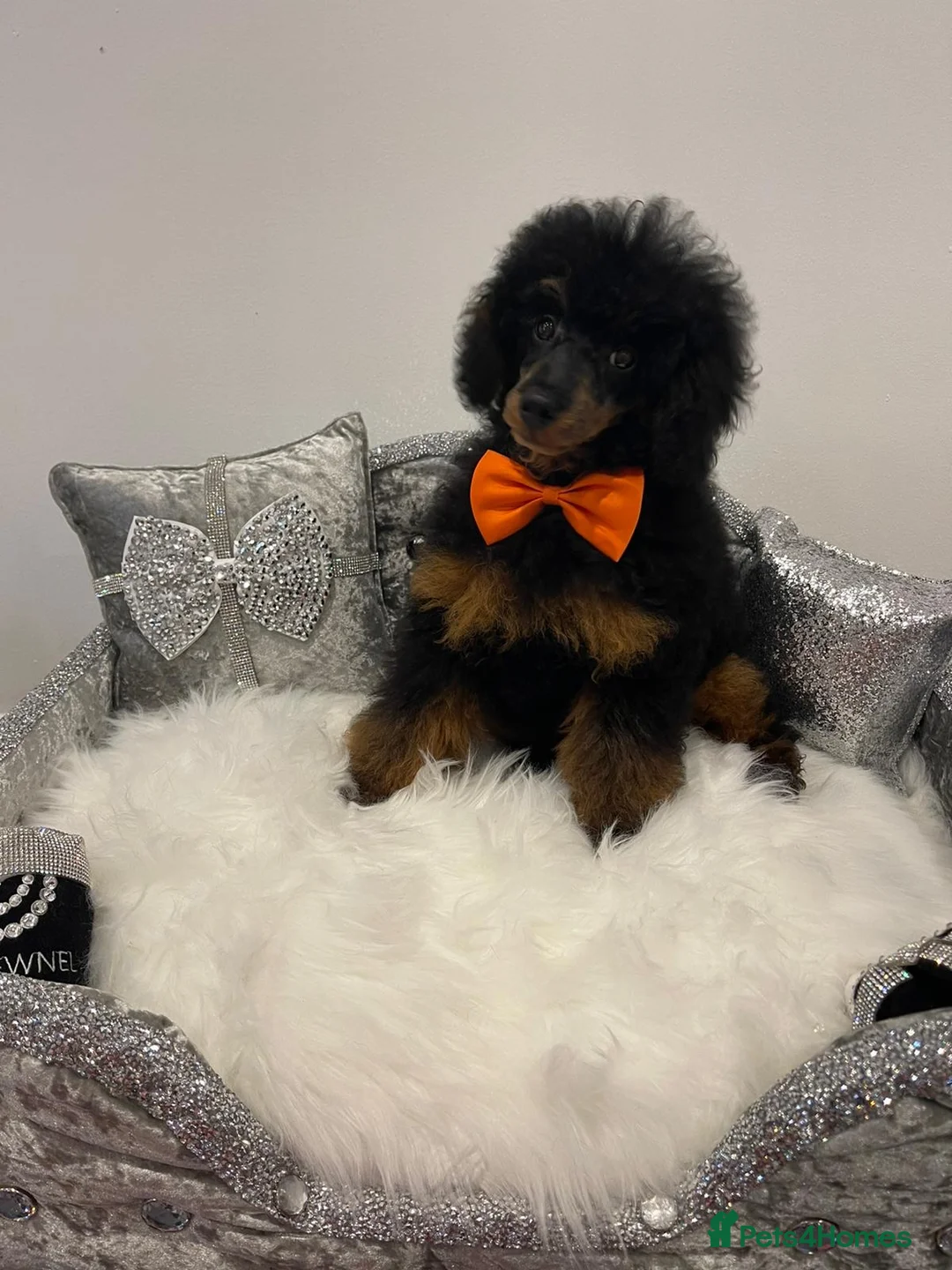 Toy Poodle dogs for stud: PHANTOM TOY POODLE AVAILABLE AT STUD in Grays - Advert 7