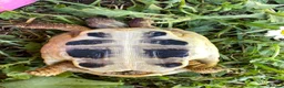 Hermann Tortoise reptiles for sale: Harmann Tortoise 6 years old  in Egham - Advert 9