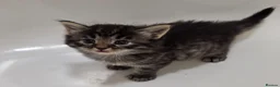 Persian cats for sale: Fluffy Perisan Kittens looking for Forever Homes in Edinburgh - Advert 25