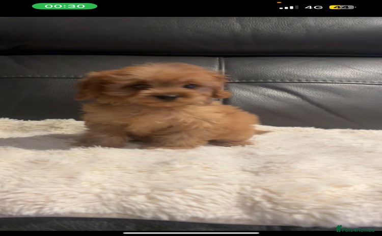 Cavapoo dogs - Advert 1