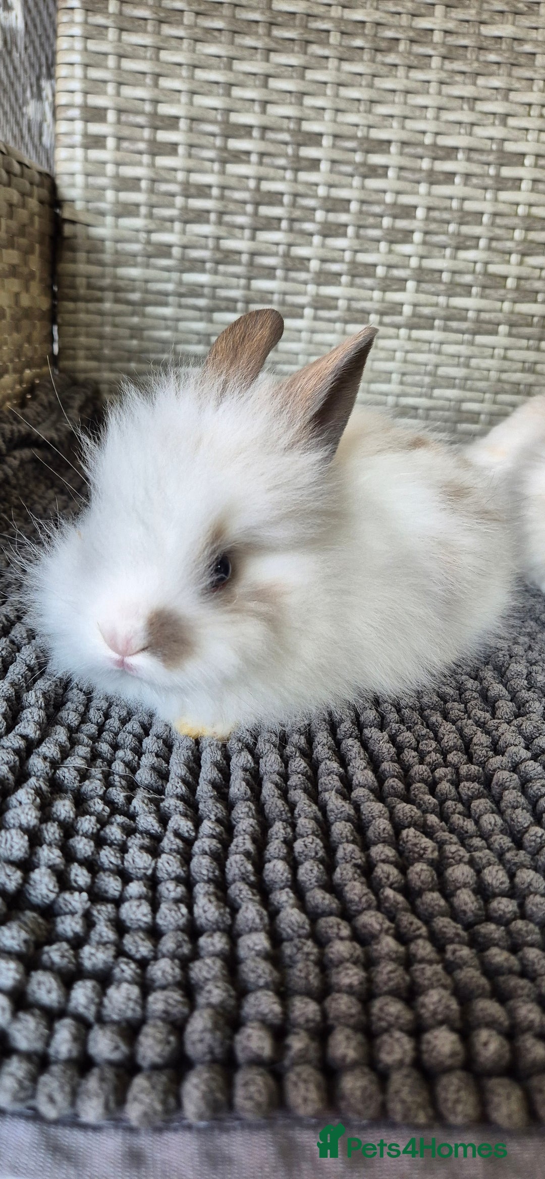 Lionhead rabbits for sale: Double Maned Lionhead Bunnies  - Image 9