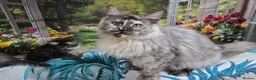 Maine Coon cats for sale: Gorgeous Tortie Smoke Maine Coon - Advert 4