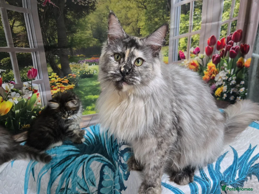 Maine Coon cats for sale: Gorgeous Tortie Smoke Maine Coon - Advert 4