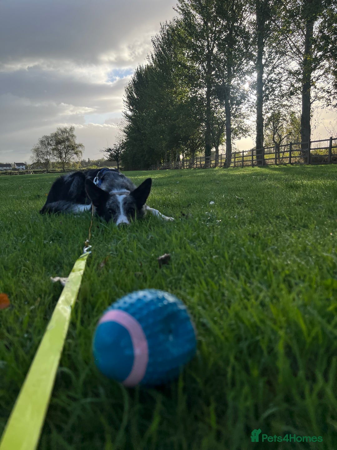 Border Collie dogs for sale: Merle border collie male  - Advert 15