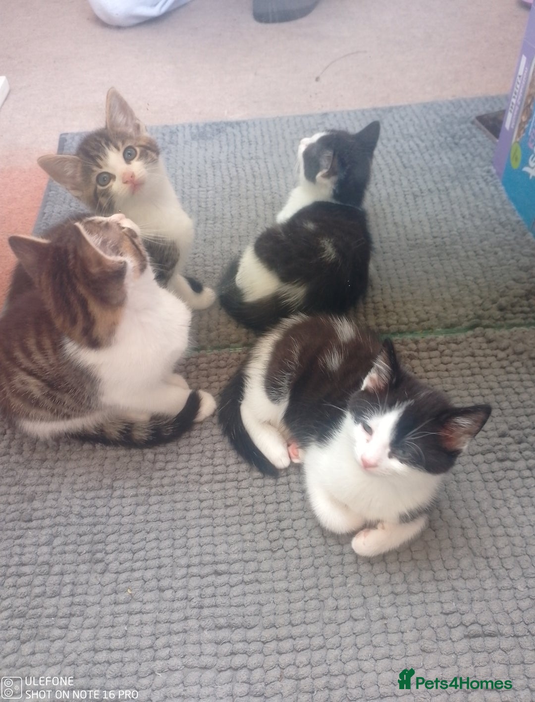 Mixed Breed cats for sale: 9 adorable Disney kitten couples  - Image 7