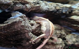 Gecko reptiles for sale: Crested geckos  - Image 14