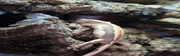 Gecko reptiles for sale: Crested geckos  - Advert 11