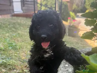 Miniature Poodle dogs DNA health tested Miniature Poodles 💐 - Advert 3