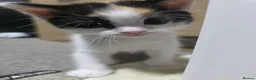 British Shorthair cats for sale: 🩷 Super cute kittens 🩷 - Advert 6