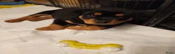 Rottweiler dogs for sale: Last pup from litter , male Second biggest pup - Advert 5