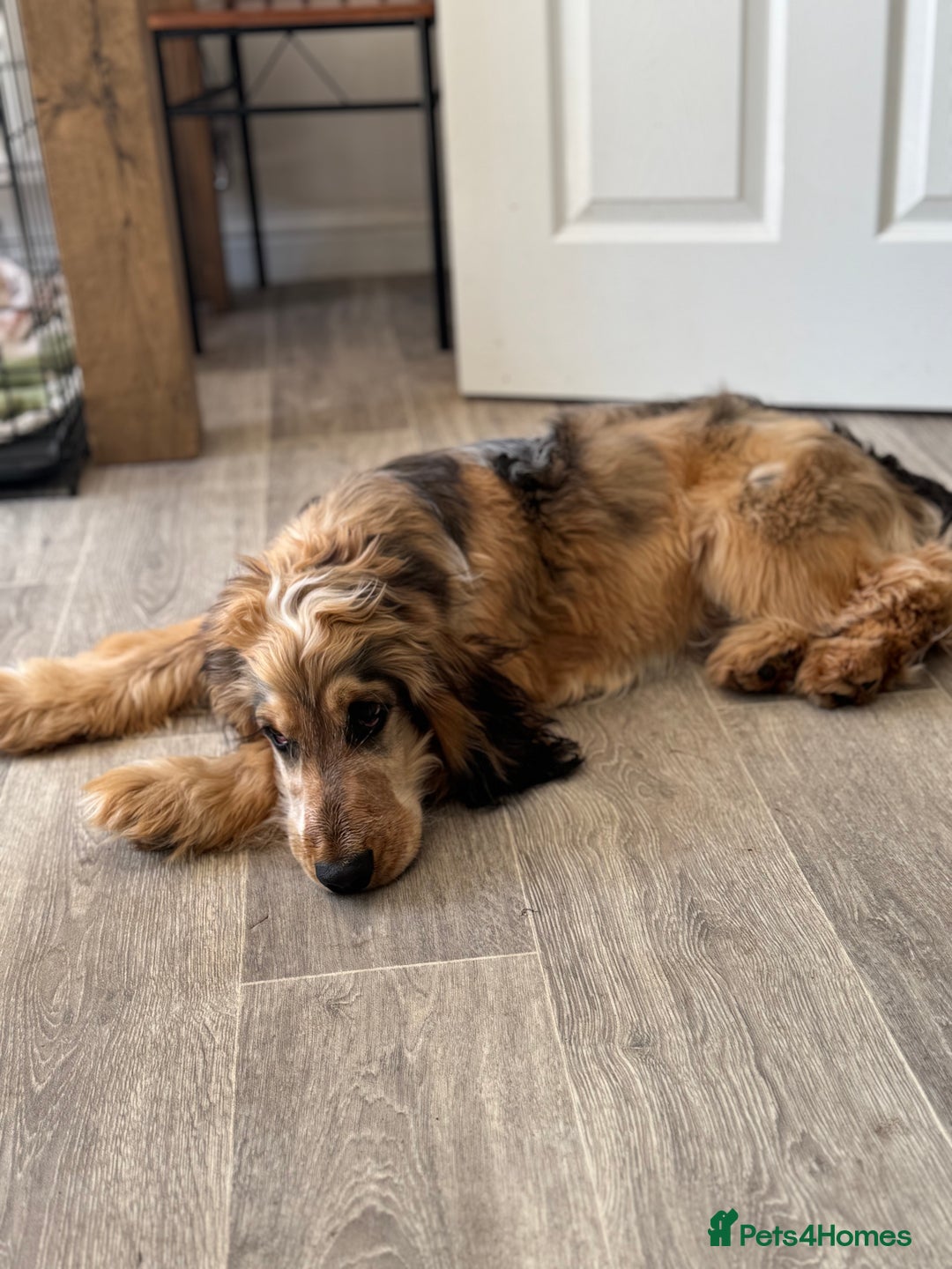 Cocker Spaniel dogs for stud: Rufus - KC sable show cocker - Advert 5