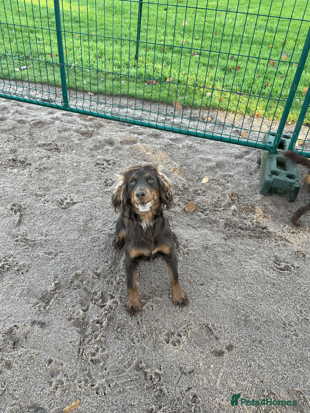 Cocker Spaniel dogs for sale: Cocker Spaniel Pups Outstanding Pedigree Lines! - Advert 38