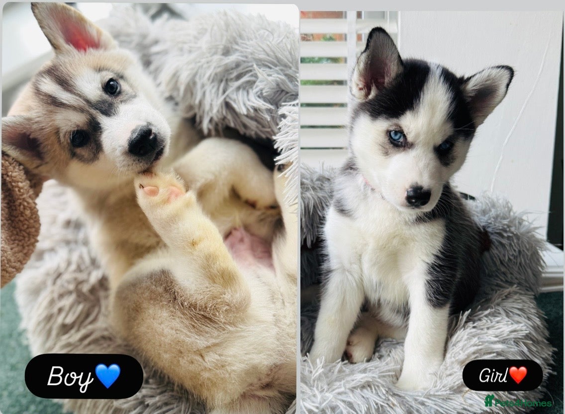 Siberian Husky dogs 💙❤️Two Beautiful Siberian Husky puppies❗️ - Advert 7