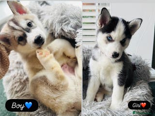 Siberian Husky dogs 💙❤️Two Beautiful Siberian Husky puppies❗️ - Advert 7