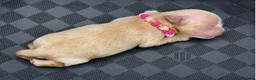 Maltipoo dogs for sale: Luxury Asian Maltipoo Girls 🩷 - Advert 10