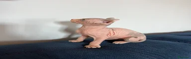 Sphynx Kitten 2
