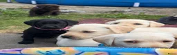 Labrador Retriever dogs for sale: ✨beautiful chunky pedigree Labradors✨ - Advert 2