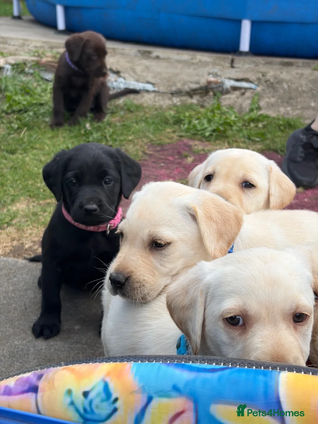 Labrador Retriever dogs for sale: ✨beautiful chunky pedigree Labradors✨ - Advert 2