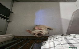 French Bulldog dogs for sale: 2 platinum boys left ready to go  - Image 20