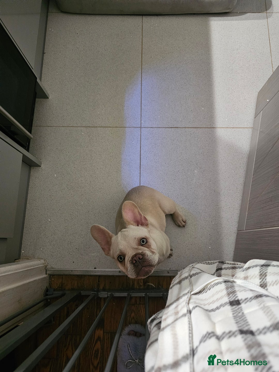 French Bulldog dogs for sale: 2 platinum boys left ready to go  - Image 20