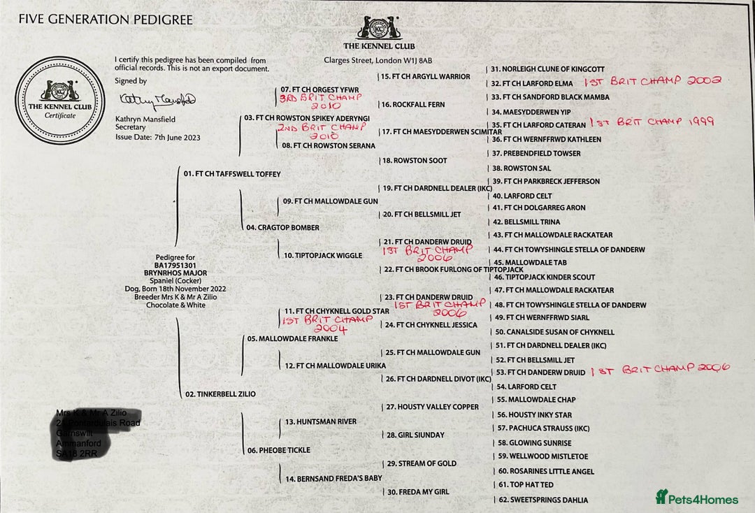 Cocker Spaniel dogs for stud: Boris (Bryn Rhos Major) for stud in Ammanford - Advert 21