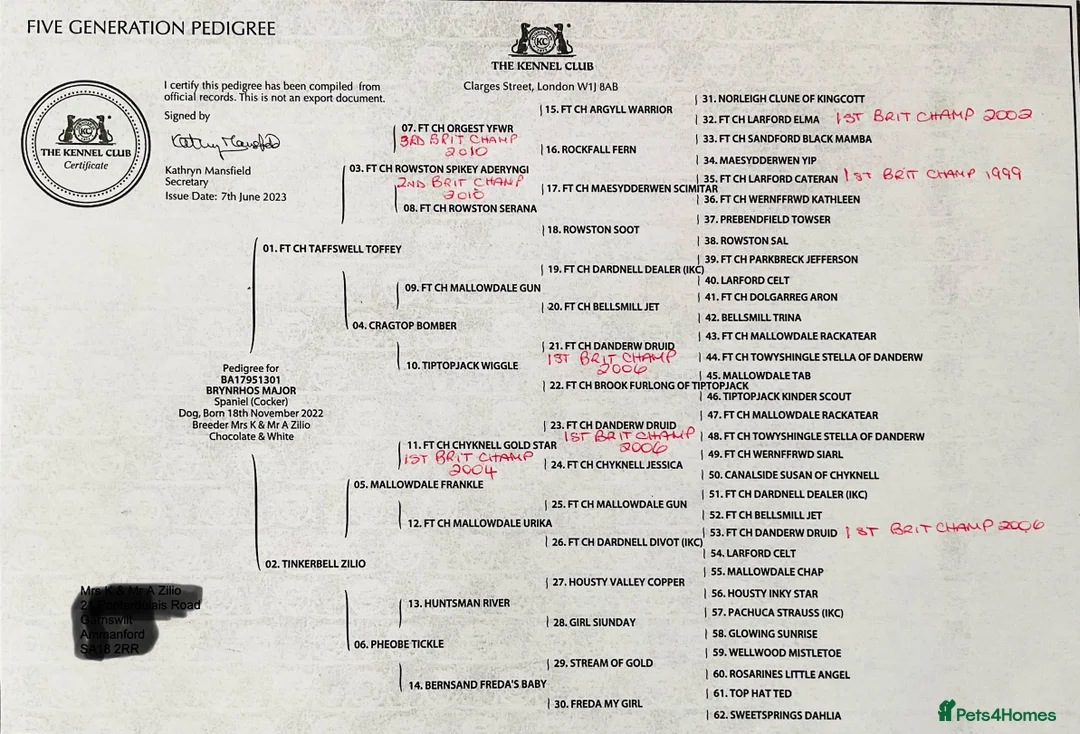 Cocker Spaniel dogs for stud: Boris (Bryn Rhos Major) for stud in Ammanford - Advert 21
