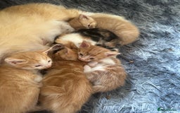 Mixed Breed cats for sale: Gorgeous Ginger & White  - Image 4