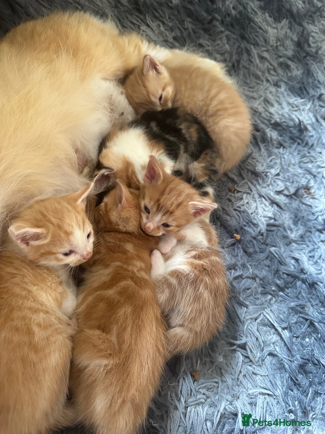 Mixed Breed cats for sale: Gorgeous Ginger & White  - Image 4