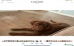 Dogue De Bordeaux dogs for sale: 4 Year Old Bitch  - Image 7