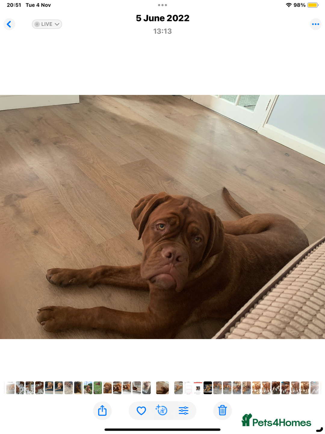 Dogue De Bordeaux dogs for sale: 4 Year Old Bitch  - Image 7