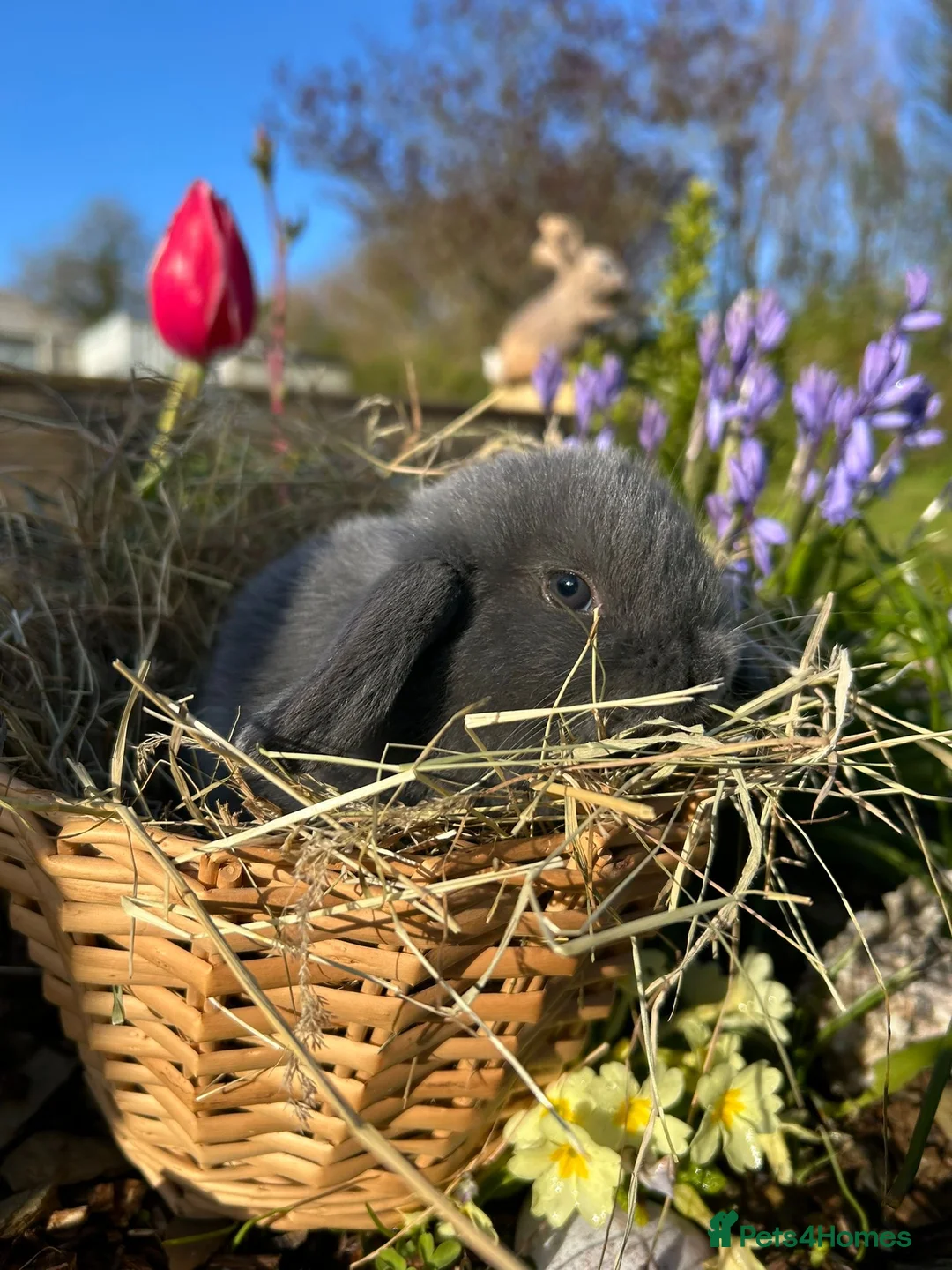 Mini Lop rabbits for sale: Mini lop bunnies in Barnstaple - Advert 1