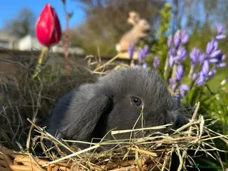 Mini Lop rabbits Mini lop bunnies - Advert 5