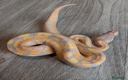 Python Snake reptiles for sale: Royal pythons - Image 2