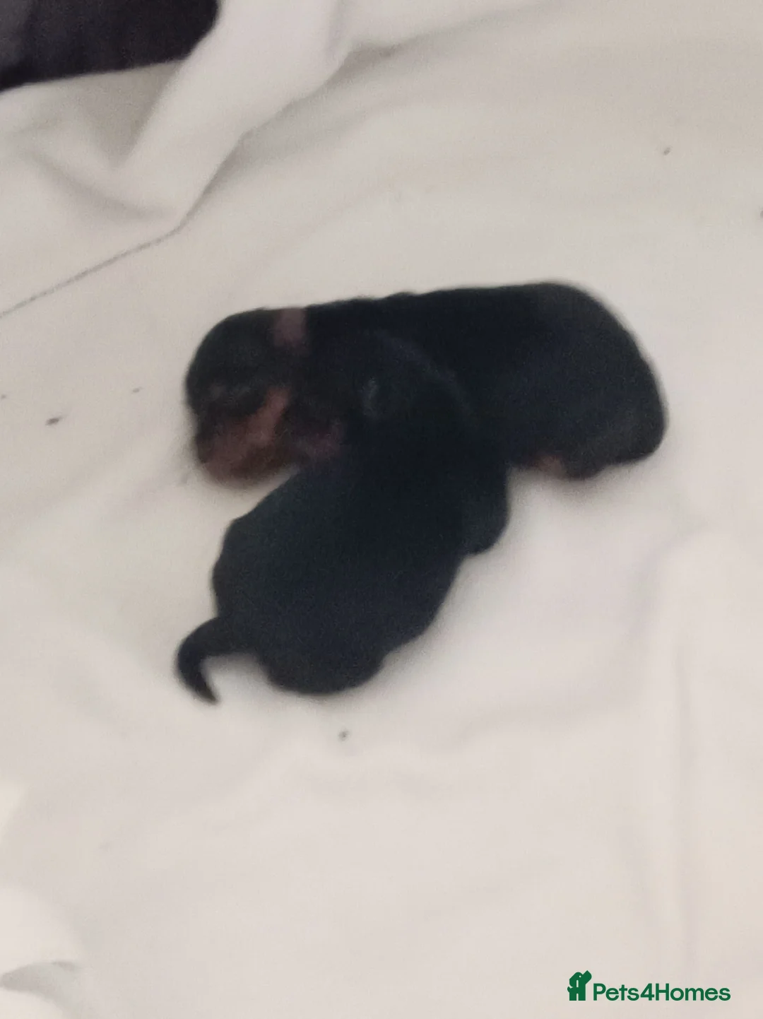 Yorkshire Terrier dogs for sale: Two beautiful yorkies boys  - Advert 25