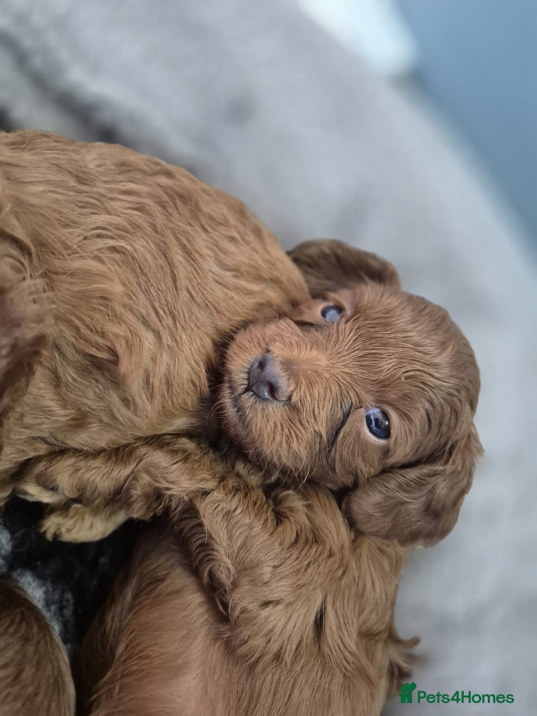 Cavapoo dogs for sale: 5 Star licenced breeder ** 2 girls available ** - Image 8
