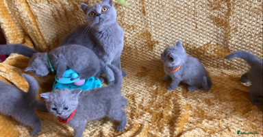 British Shorthair cats - Advert 10
