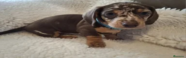 Miniature Dachshund Puppy 3