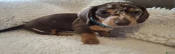 Miniature Dachshund dogs for sale: Stunning Mini Dachshund Puppies in Lincoln - Advert 3