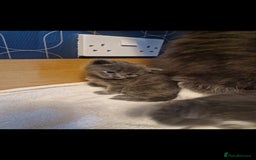 Russian Blue cats for sale: Female Russian blue - Image 4
