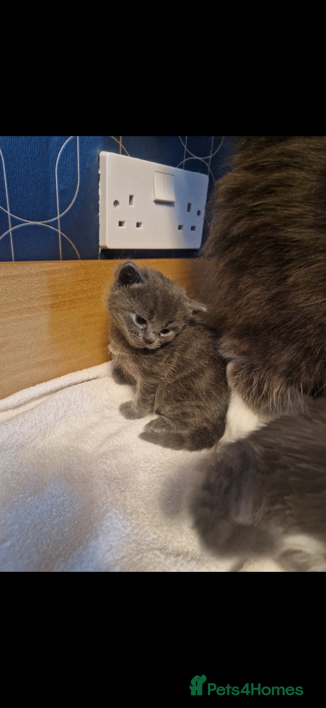 Russian Blue cats for sale: Female Russian blue - Image 4