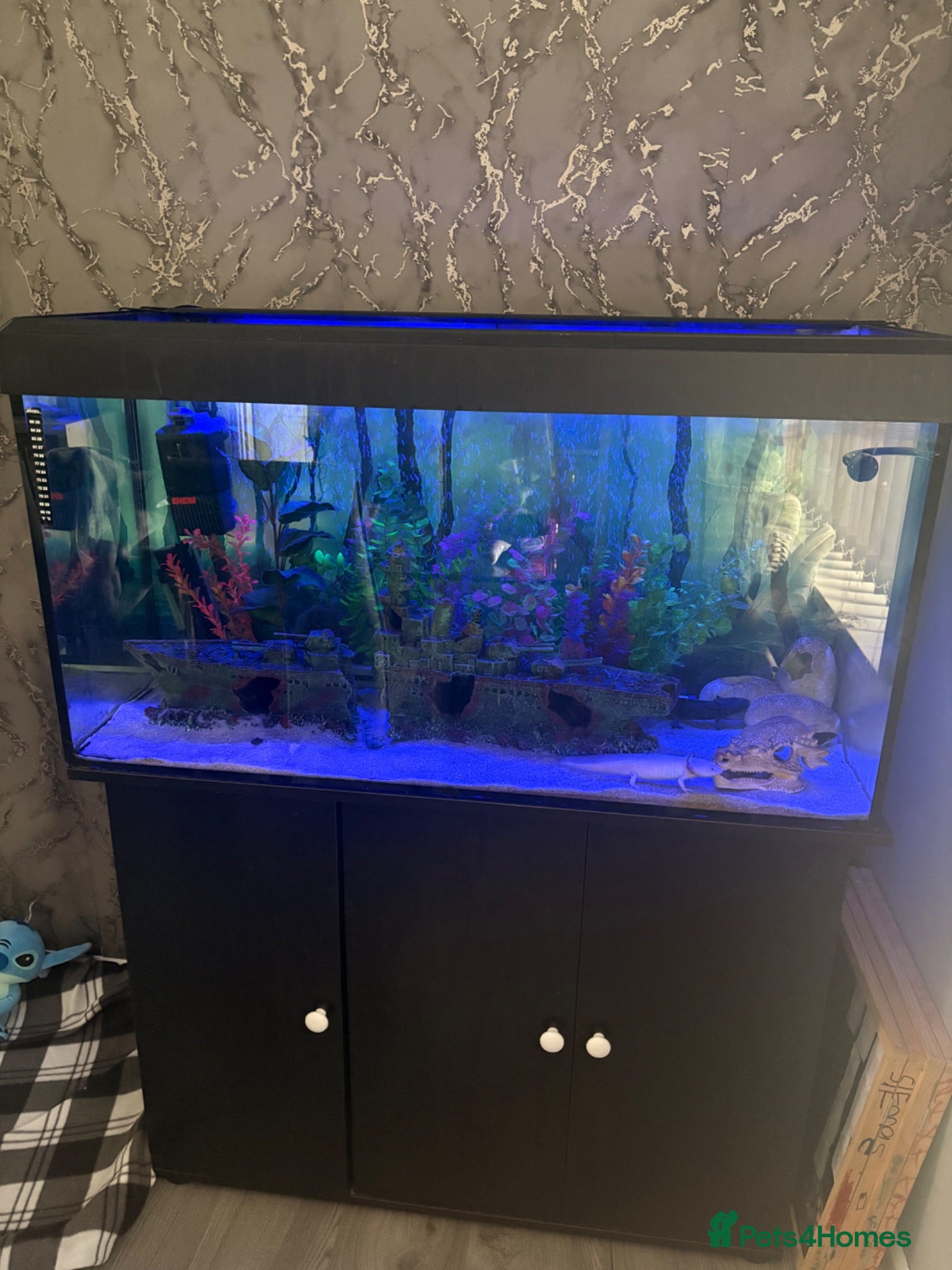 Axolotl reptiles Full large Axolotl set up with 2 axolotls  - Advert 1