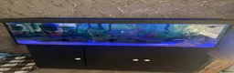 Axolotl reptiles for sale: Full large Axolotl set up with 2 axolotls  - Advert 1
