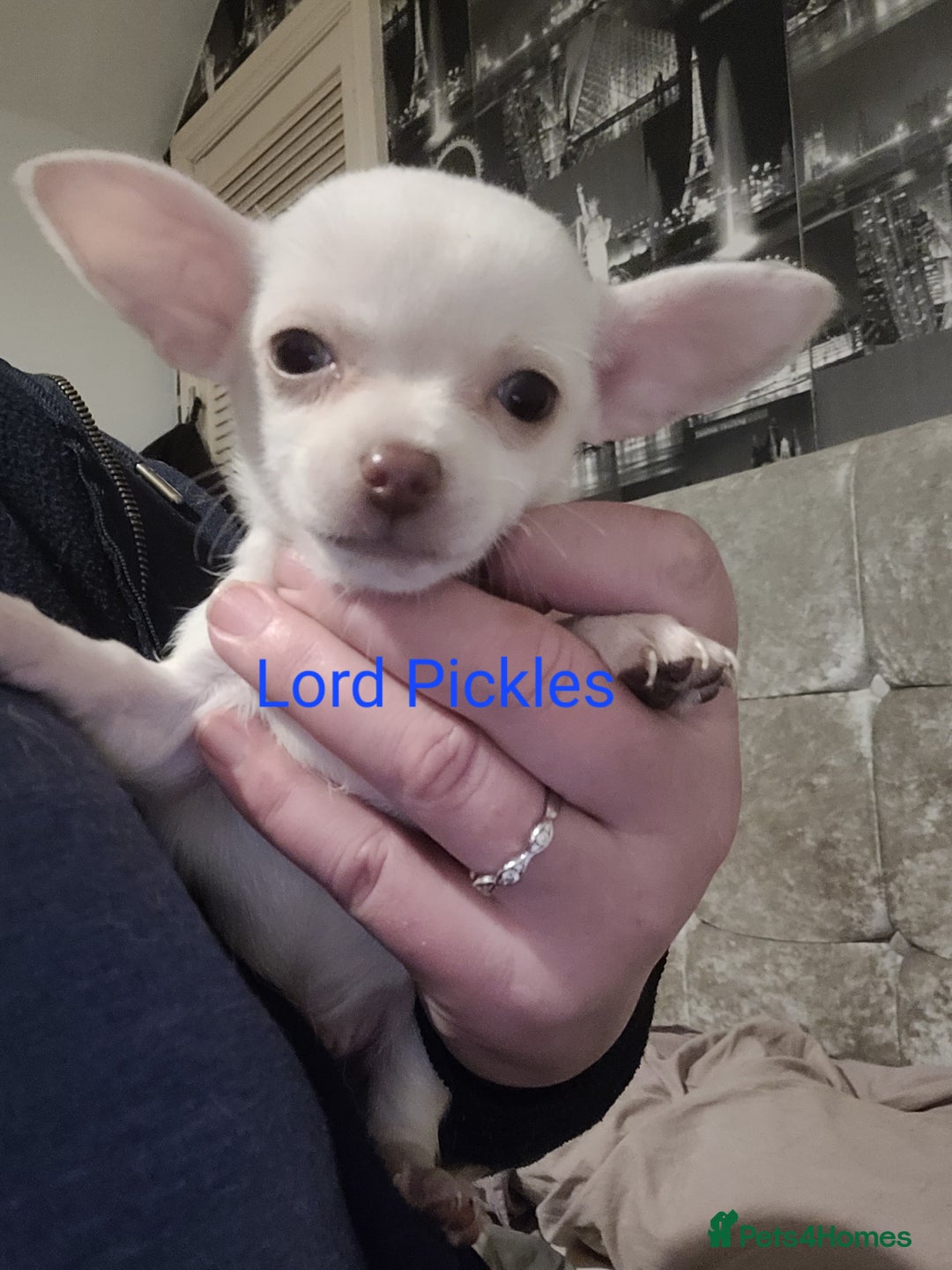 Chihuahua dogs for sale: Chihuahua puppies 2 males and 3 females  - Advert 6