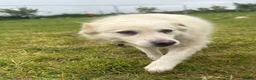 Mixed Breed dogs for adoption: Rosie - Norwich Norfolk  in Norwich - Advert 2