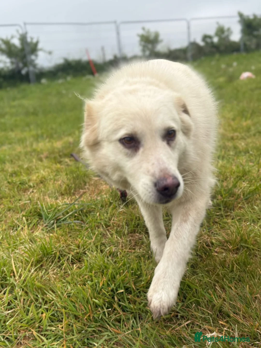 Mixed Breed dogs for adoption: Rosie - Norwich Norfolk  in Norwich - Advert 2