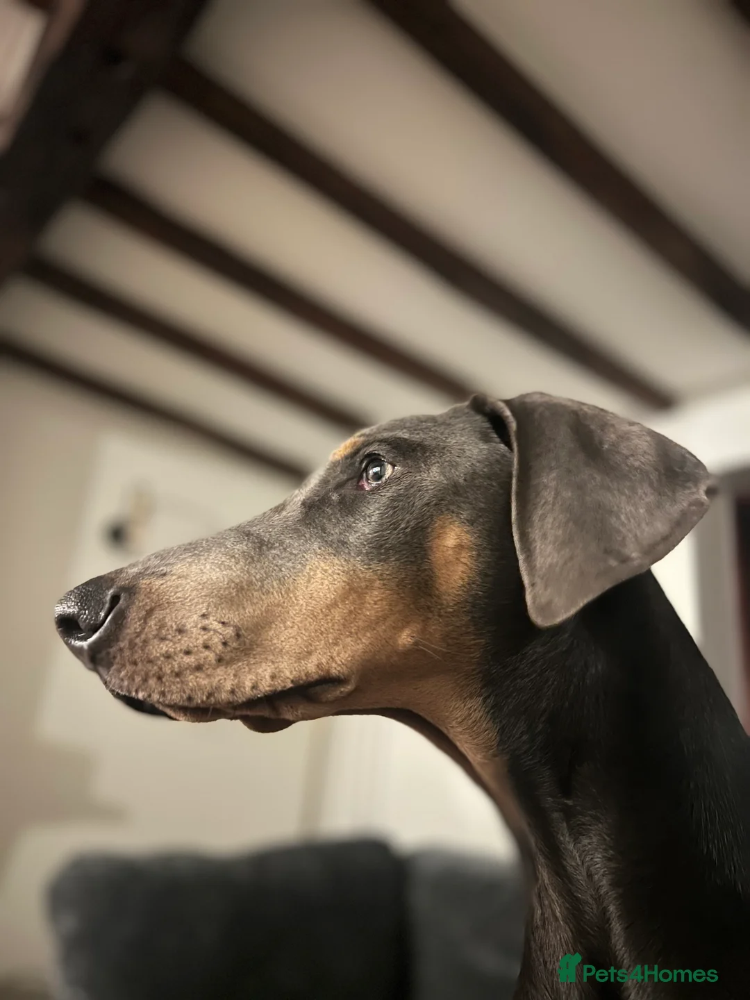 Dobermann dogs for sale: Blue female Doberman 6 months old - Advert 10
