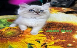 Ragdoll cats for sale: ❗️❤️5 Incredibly Beautiful Ragdoll Kittens❤️🐈  - Image 32
